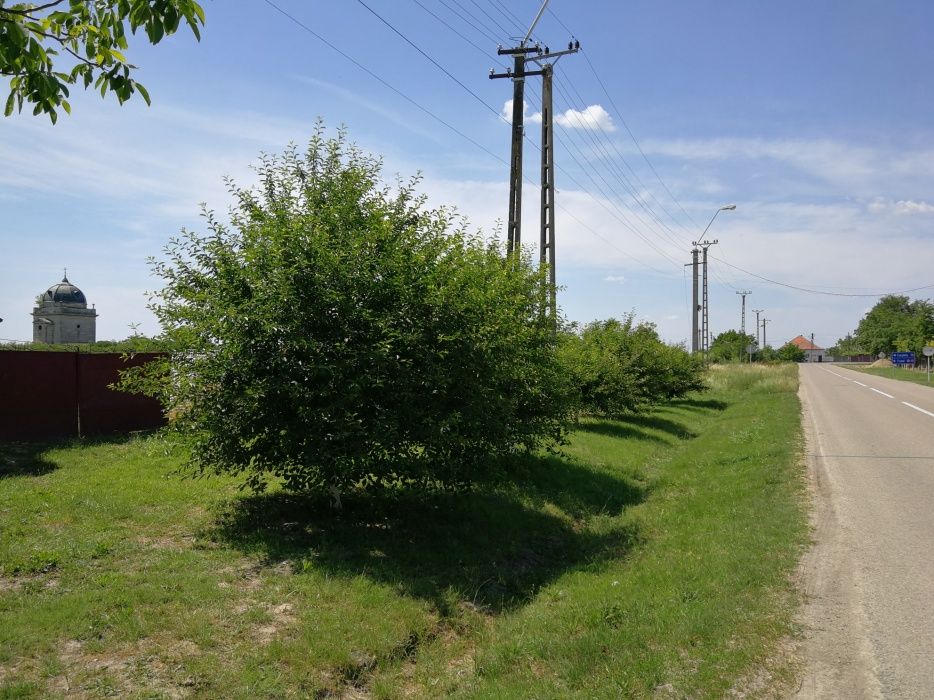 Teren intravilan casa Foeni